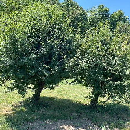 Alojamento de Acomodação e Pequeno-almoço Casa Laiazzo